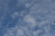 Morten 18 august 2023 - Mange fugler over Høyenhall, det virker som dem flyr i retning sydvest