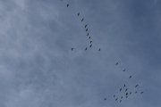 Morten 18 august 2023 - Mange fugler over Høyenhall, det er fantastisk å se på