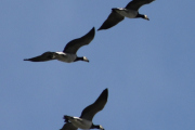 Morten 18 august 2023 - Mange fugler over Høyenhall, her kan vi se at det er Kvitkinngås