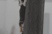 Morten 18 desember 2023 - Katten på Høyenhall, det er en til som vil opp på ledningen