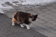 Morten 18 mars 2024 - Katten på Høyenhall, deg ser jeg ofte