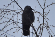 Morten 19 februar 2024 - En fugl på Høyenhall, der er den igjen. Er det en Kaie vi ser på?