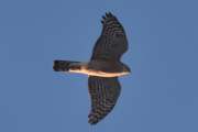 Morten 19 januar 2024 - Rovfuglen over Høyenhall, jeg tror dette er en Spurvehauk da halen har skarpere hjørner