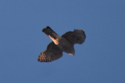 Morten 19 januar 2024 - Rovfuglen over Høyenhall, den tok noen korte vingeslag og så gled den igjennom luften