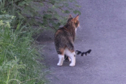 Morten 19 mai 2024 - Katten på Høyenhall, hvor mange katter har vi på Høyenhall?