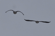 Morten 19 mars 2024 - To store fugler over Høyenhall, enten så var det gås eller svaner
