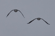 Morten 19 mars 2024 - To store fugler over Høyenhall, dem er på vei til Østensjøvannet