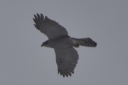 Morten 2 februar 2024 - Rovfuglen på Høyenhall, den har runde vingespisser, da er det ikke en falk