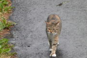 Morten 2 juli 2023 - Katten på Høyenhall, du rusler rolig langs veien