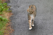 Morten 2 juli 2023 - Katten på Høyenhall. Ja, der bor ekornene, det vet du