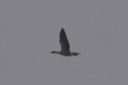 Morten 2 mars 2024 - Stor fugl over Høyenhall, det er ikke så lett å se i det dårlige været