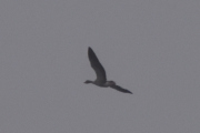 Morten 2 mars 2024 - Stor fugl over Høyenhall, er nok på vei til Østensjøvannet