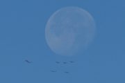 Morten 2 september 2023 - 7 fugler og månen over Høyenhall, morgenstund er gull i grunn