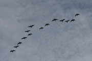 Morten 2 september 2023 - Mange fugler over Høyenhall, så jeg konsentrerte meg om to flokker
