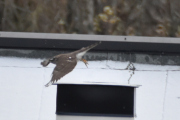 Morten 20 november 2023 - Rovfuglen på Høyenhall, og der flyr den av gårde med en spurv