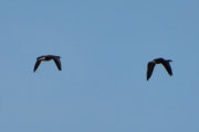 Morten 21 april 2024 - To store fugler over Høyenhall, det er nok Hvitkinngås som flyr her