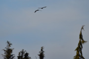 Morten 21 april 2024 - To store fugler over Høyenhall, så når kommer de store fugleflokkene?