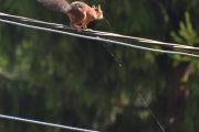 Morten 21 august 2023 - Ekornet på Høyenhall, nå må du ikke snuble i edderkoppnettet