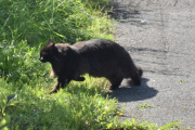 Morten 21 august 2023 - Katten på Høyenhall, det var katten denne gangen også