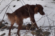 Morten 21 mars 2024 - En hund på Høyenhall, den er fri og frank. Først så trodde jeg...