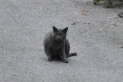 Morten 22 juli 2023 - Katten på Høyenhall, den er gjerne i nærheten av Rådyret