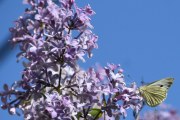 Morten 22 mai 2024 - Sommerfuglen på Høyenhall, så for vi med at syrintreet er i blomst