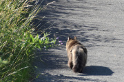 Morten 23 juli 2023 - Katten på Høyenhall, her er den andre katten, som er litt sjefete