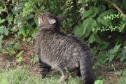 Morten 24 juli 2023 - Katten på Høyenhall, vi har mange katter her på besøk
