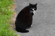 Morten 24 juli 2023 - Katten på Høyenhall, denne kommer aldri på besøk, den holder seg på avstand