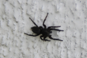 Morten 24 juni 2023 - Edderkoppen på Høyenhall, den var liten, men skummel
