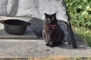 Morten 24 juni 2023 - Katten på Høyenhall, med halsbånd og greier