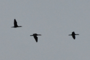 Morten 24 oktober 2023 - Tre store fugler over Høyenhall, det er nok Storskarven som flyr her