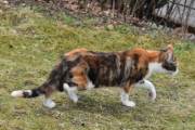 Morten 25 april 2024 - Katten på Høyenhall, må være katten som jeg ser hver eneste dag