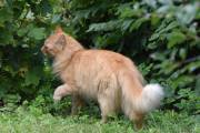 Morten 25 august 2023 - Katten på Høyenhall, den er faktisk i hagen min