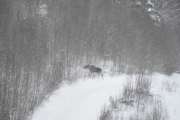 Morten 25 desember 2023 - Elgen i Kongsvinger, nå går det lenge mellom hver gang vi ser en elg