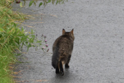 Morten 25 juli 2023 - Katten på Høyenhall, det var ikke overaskende