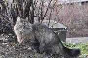 Morten 26 april 2024 - Katten på Høyenhall, der hvor det er fugler, ser du katter også