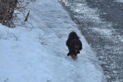Morten 26 februar 2024 - Hunden på Høyenhall, han her kjenner jeg