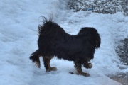 Morten 26 februar 2024 - Hunden på Høyenhall, men hvor har du gjort av eieren din?