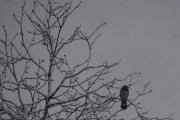 Morten 26 januar 2024 - Kråka på Høyenhall, det snør i dag og jeg trodde du var en annen fugl