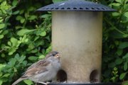 Morten 26 mai 2024 - Gråspurven på Høyenhall, nå skal dem lære seg