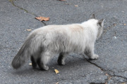 Morten 26 oktober 2023 - Katten på Høyenhall, vi må jo ha med deg i dag også