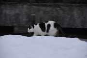 Morten 27 februar 2024 - En katt på Høyenhall, dette er tidlig på morgenen