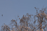 Morten 27 januar 2024 - Mange fugler i treet på Høyenhall, jeg kan telle rundt 25 fugler her, det er nemlig fugletelling i dag. Det er enten Grønnfink eller Grønnsisik - men så kommer det en fugl flyenes...
