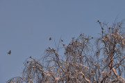 Morten 27 januar 2024 - Mange fugler i treet på Høyenhall, men det er to av dem i luften, og ugler flyr vel ikke sammen?