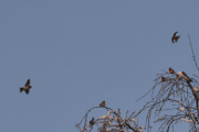 Morten 27 januar 2024 - Mange fugler i treet på Høyenhall, jeg så jo en bydue og to tyrkerduer, kanskje det er en av dem?