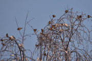 Morten 27 januar 2024 - Mange fugler i treet på Høyenhall, men dem var ikke redde, så jeg tror ikke at det var rovfugler