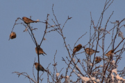Morten 27 januar 2024 - Mange fugler i treet på Høyenhall, sort på hodet og stripete på brystet. Jeg er usikker her
