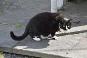 Morten 27 juli 2023 - Katten på Høyenhall, bare kom du og slå deg ned