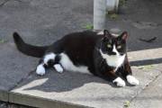 Morten 27 juli 2023 - Katten på Høyenhall, det er da koselig med besøk :-)